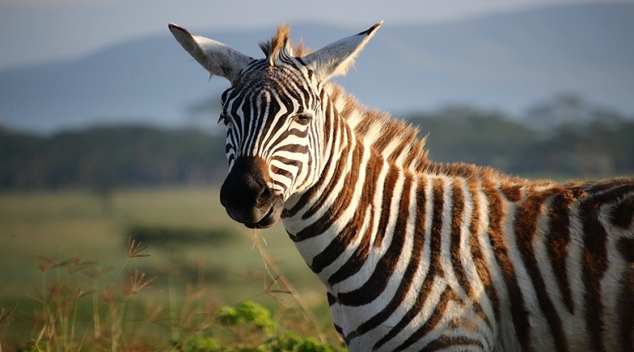 7 day masai mara safari from nairobi